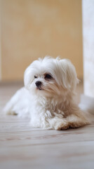 Elegant Maltese dog resting gracefully on the light wooden floor. Its pristine white fur contrasts the calm, neutral background.