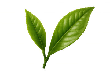 Obraz premium Fresh green tea leaves showing natural texture and vibrant color, ideal for drinks and healthy lifestyle concepts