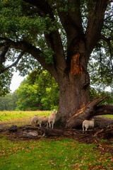 Obraz premium Sheep Resting beneath Ancient Oak Tree in Welsh Countryside