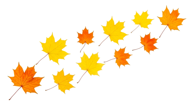 Diagonal Row of Autumn Maple Leaves on Black fall