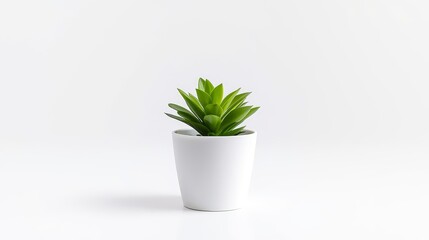Fototapeta premium potted plants white background