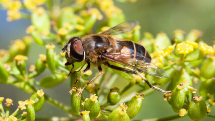 bee on yellow flower