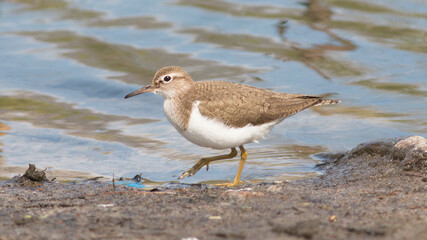 black headed gull