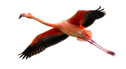 Flamingo in Flight with Wings Spread Wide bird flying