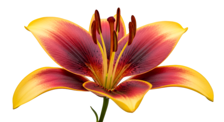 Bicolor Lily Flower With Yellow Edges and Red Center