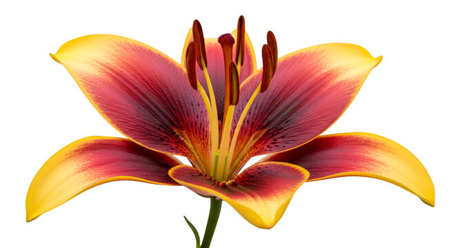 Bicolor Lily Flower With Yellow Edges and Red Center