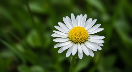 Obraz premium Close up of a vibrant daisy flower with white petals and a yellow center