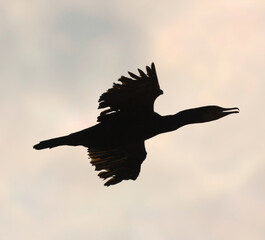 silhouette of a cormorant flying in the sky