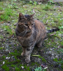 Gray tabby cat with green eyes sits on a moss-covered concrete wall. A peaceful moment in a natural environment.