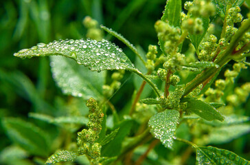 Green leaf with dew drops