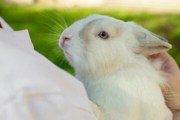 Obraz premium White rabbit outdoors