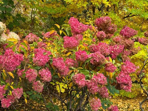 Hydrangea wilting bush in an autumn park.