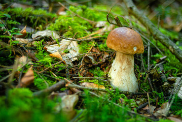 Morel mushroom in forest