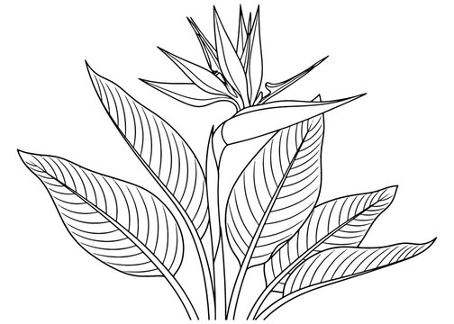 Outline of a Bird of Paradise (Strelitzia) plant. Simple black and white vector line art for a botanical coloring book page, logo, or tropical design.