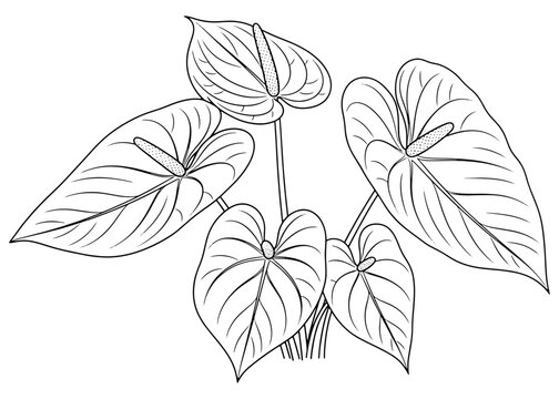 Outline of an Anthurium (Flamingo Flower) plant. Simple black and white vector line art for a botanical coloring book page, logo, or minimalist design.