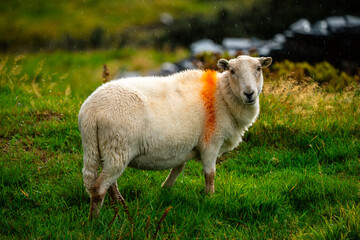 Fototapeta premium Sheep in Green Pasture during Rain in Snowdonia, Wales