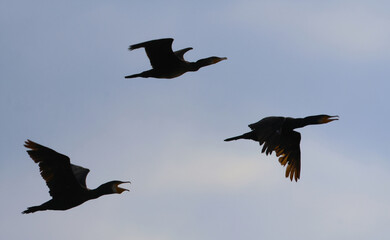 birds in flight