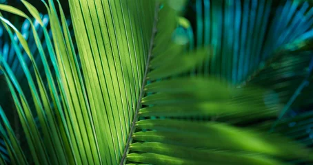 Fotobehang Tropisch Majestic tropical nature closeup artistic palm leaves deep green abstract blur view exotic garden park lush foliage soft sunlight beautiful macro art modern background pattern texture wallpaper design  © icemanphotos