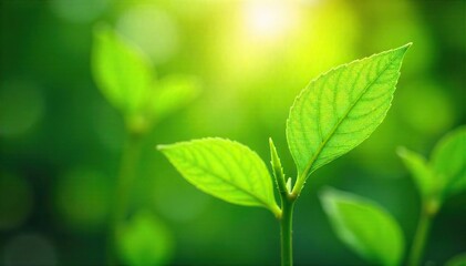 Serene Summer Leaves Sunlight Dapples Fresh Green Foliage Gently Swaying in a Tranquil Breeze