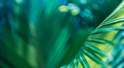 Majestic tropical nature closeup artistic palm leaves deep green abstract blur view exotic garden park lush foliage soft sunlight beautiful macro art modern background pattern texture wallpaper design