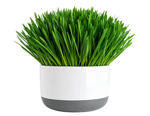  Contemporary Planter with Fresh Green Grass transparent background.