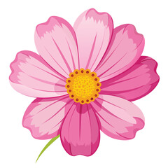 Vibrant pink cosmos flower with a bright yellow center and green stem