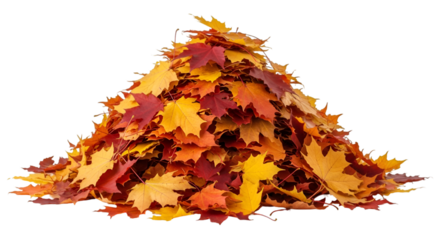 Mound of Colorful Autumn Maple Leaves on Black Background