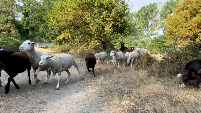 shepherd dog (Borde collie) watches over the flock