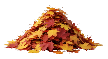 Mound Of Red And Yellow Autumn Maple Leaves On Black
