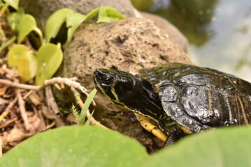 Close-up of a freshwater turtle in its natural habitat. Detailed view of shell and texture, perfect for wildlife, reptiles, and nature photography.