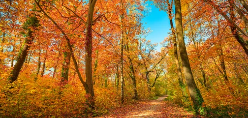 Fotobehang Diep Oranje Stunning panoramic autumn landscape colorful wide angle forest view trees leaves peaceful trail sunset sunlight beautiful seasonal nature background. Inspiring outdoor pathway vibrant dream colors  © icemanphotos