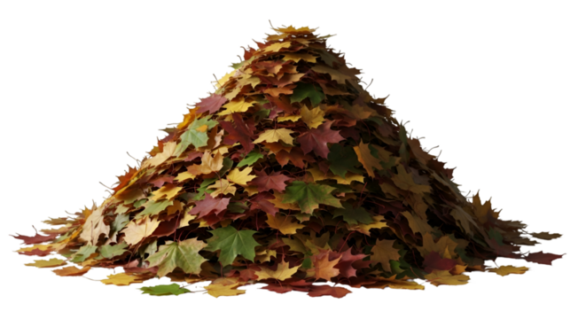 Mound of multi-colored autumn maple leaves on black background