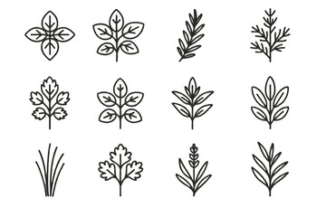 Fototapeta premium Oregano plant tarragon branch leaves chives herb gardening icon vector rosemary sprig
