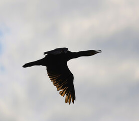 bird in flight