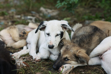 Cute stray dogs lying on ground outdoors, closeup. Homeless pet