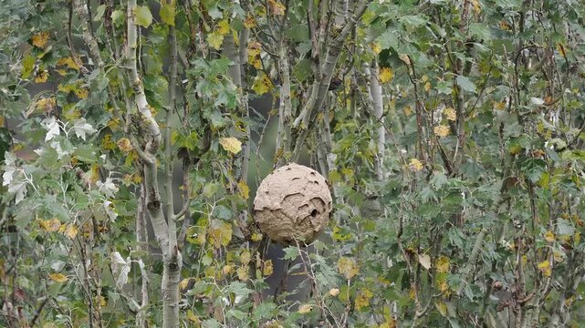 Nest der Asiatischen Hornisse (Vespa velutina) im Moseltal