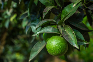 A close-up of a single, vibrant green, orange