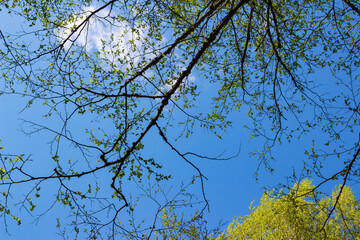 Fresh green leaves sprout from tree branches against a vibrant blue sky. A sunny spring day, nature's rebirth is evident