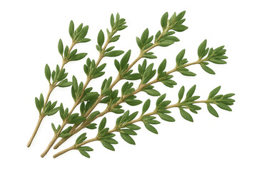 Green plant sprigs with fresh leaves, creating natural botanical and herbal elements on transparent background