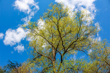 Fresh green foliage of a tree against a brilliant blue sky with scattered white clouds, capturing the essence of spring's vibrant awakening