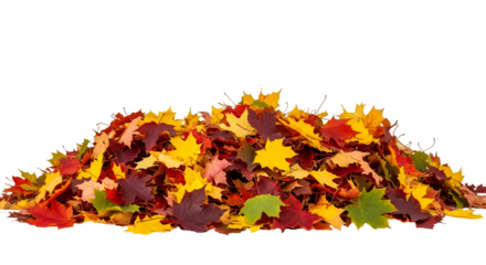 Pile of colorful autumn maple leaves on black background