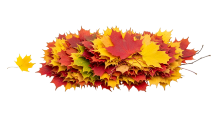 Pile of Colorful Autumn Maple Leaves on Black Background