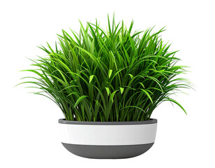  Green Grass Plant in Modern White and Grey Pot transparent background.