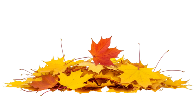 Pile of Yellow Autumn Maple Leaves with Red Leaf on Black - Powered by Adobe