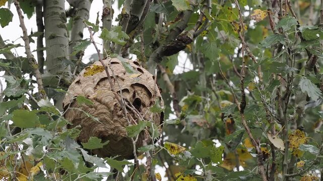 Nest der Asiatischen Hornisse (Vespa velutina) im Moseltal