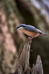 Kowalik, ptak wielkości wróbla prowadzący osiadły tryb życia © Zbigniew
