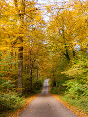 Fototapeta premium Waldweg durch den herbstlichen Mischwald