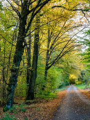 Waldweg durch den herbstlichen Mischwald