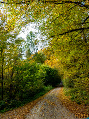 Obraz premium Waldweg durch den herbstlichen Mischwald