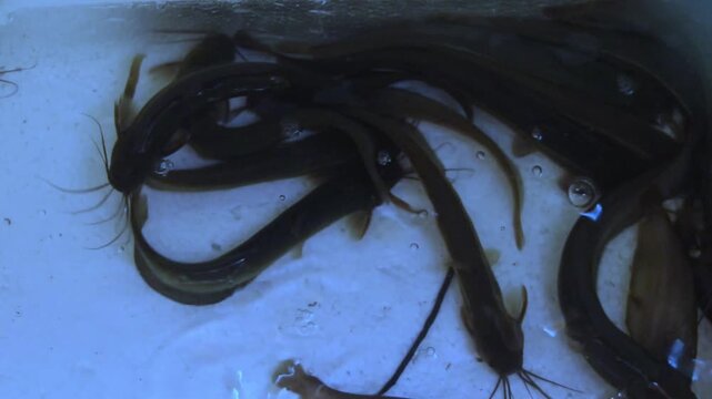 Life that walks on water. walking catfish. clarias batrachus